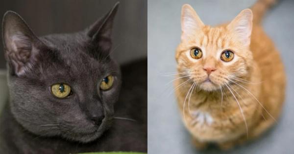 Μελάγχρωση ίριδας στις γάτες: Συμπτώματα, αιτίες & θεραπεία