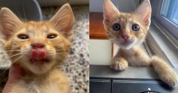 Επείγουσα αναζήτηση φιλοξενίας ή υιοθεσίας για γατούλη στη Θεσσαλονίκη – Είναι αξιολάτρευτος