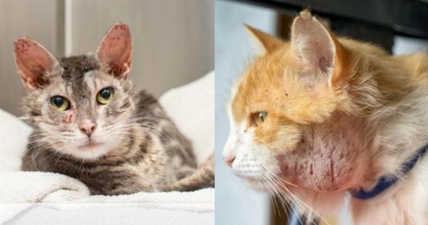 Υγεία γάτας: Αποστήματα σε γάτες – Αιτίες & Φροντίδα