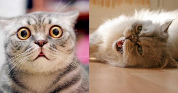 5 κοινά προβλήματα συμπεριφοράς στις γάτες: Συμβουλές & Χρήσιμες πληροφορίες