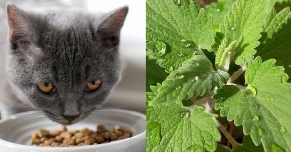 Πώς να καλλιεργήσετε Catnip: 8 συμβουλές από κτηνίατρο