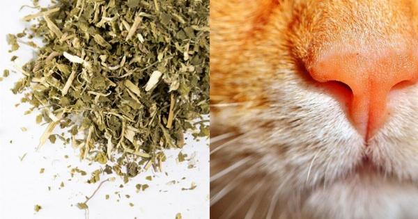 Πόσο μακριά μπορεί η γάτα μου να μυρίσει το Catnip; Επιστημονικά τεκμηριωμένες πληροφορίες & συμβουλές