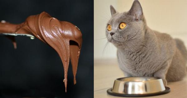 Μπορούν οι γάτες να φάνε Nutella; Πληροφορίες και κίνδυνοι που έχουν αξιολογηθεί από κτηνίατρο