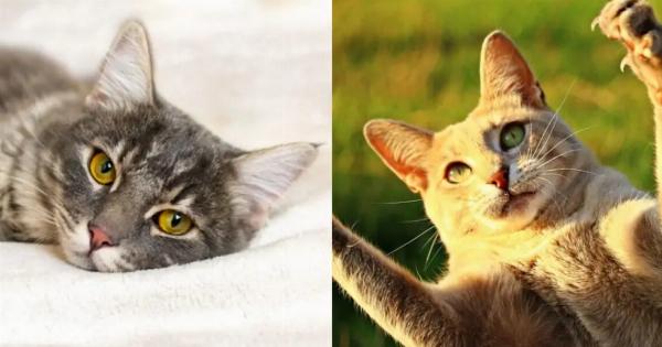 Γιατί με δαγκώνει η γάτα μου; – Συμπεριφορά αιλουροειδών και χρήσιμες πληροφορίες