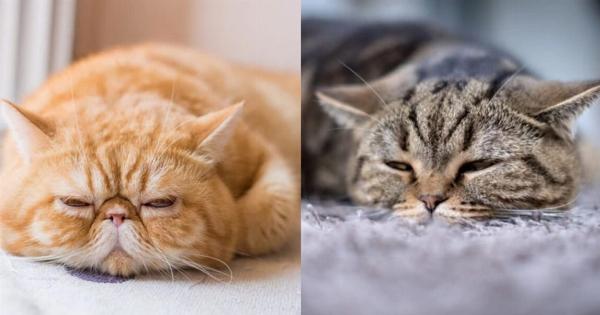 Συμπεριφορά γάτας: Αυτοί είναι οι 3 λόγοι για τους οποίους η γάτα σας δεν κοιμάται πια μαζί σας