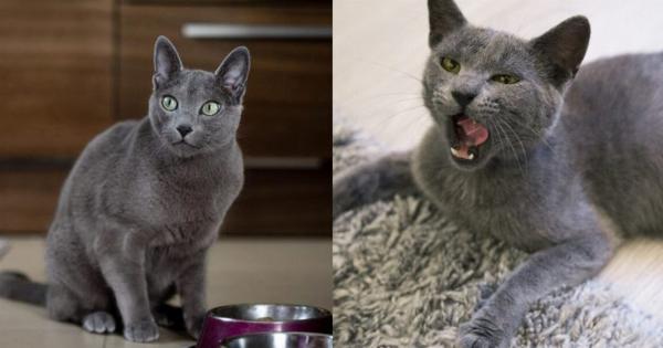 Έχουν όλες οι Russian Blue Γάτες πράσινα μάτια; Χαρακτηριστικά και πληροφορίες φυλής