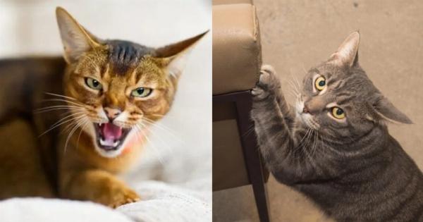 Πώς σημαδεύουν οι γάτες την περιοχή τους; Αυτοί είναι οι 5 συνηθισμένοι τρόποι