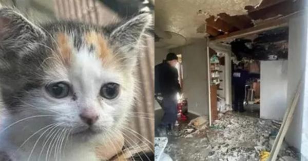 Μία ηρωίδα γάτα: Προειδοποιήσει τους ιδιοκτήτες της για φωτιά κατά τη διάρκεια της νύχτα