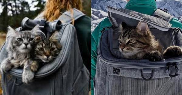 Όλα όσα πρέπει να γνωρίζετε πριν αγοράσετε ένα σακίδιο γάτας – Χρήσιμες πληροφορίες