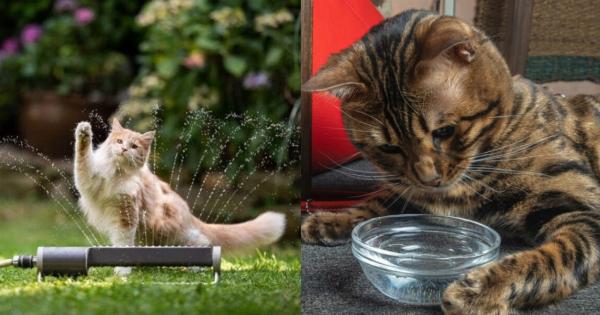 Αρέσει στις γάτες Maine Coon το νερό; Πληροφορίες & Συχνές ερωτήσεις