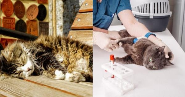 Καταφύγιο ζώων: Αυτά είναι τα 15 πράγματα που χρειάζεται ένα καταφύγιο διάσωσης