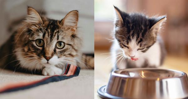 Διατροφή γάτας: Ένας πλήρης οδηγός για τα συστατικά των τροφών γάτας