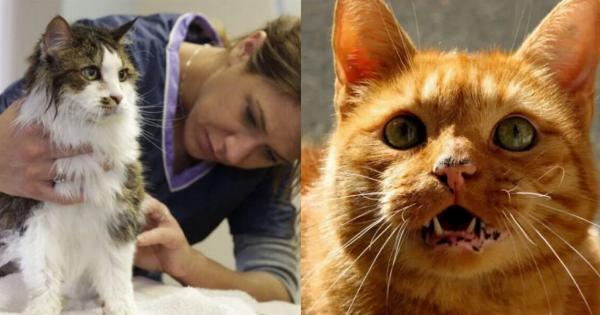 Θηλώματα στο δέρμα της γάτας: Αιτίες & Τρόποι Φροντίδας