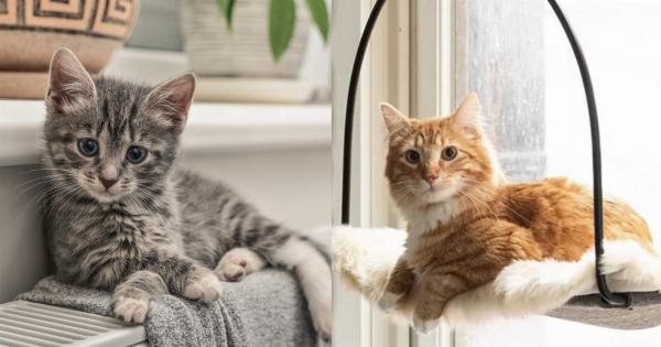 Αυτά είναι τα απαραίτητα προϊόντα για γάτες όταν δεν είστε στο σπίτι