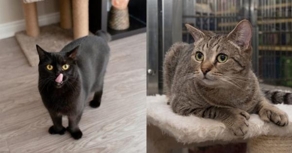 144 Μοναδικά ονόματα για την πολυδάκτυλη γάτα σας: Ιδέες για ασυνήθιστες γάτες