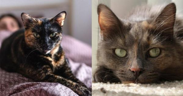 Έχουν οι γάτες Tortoiseshell ειδικές απαιτήσεις φροντίδας; Πληροφορίες υγείας & Συχνές ερωτήσεις