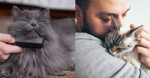 Οδηγός αγοραστή: Επιλέγοντας το καλύτερο σαμπουάν γάτας για τον έλεγχο των οσμών