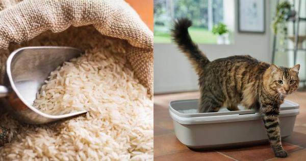 Μπορώ να χρησιμοποιήσω το ρύζι ως άμμο για γάτες; Πλεονεκτήματα, μειονεκτήματα και εναλλακτικές λύσεις