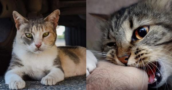 Πόσο συχνή είναι η λύσσα στις άγριες γάτες; Πληροφορίες & Συχνές ερωτήσεις