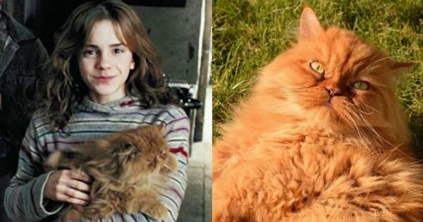 Τι είδους γάτα είναι ο Crookshanks από τον Χάρι Πότερ; Εξηγήσεις για διάσημες γάτες