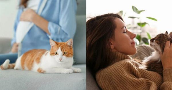 Υπάρχει πιθανότητα οι γάτες να επιτίθενται σε έγκυες γυναίκες: 5 λόγοι & τι να κάνετε γι’ αυτό